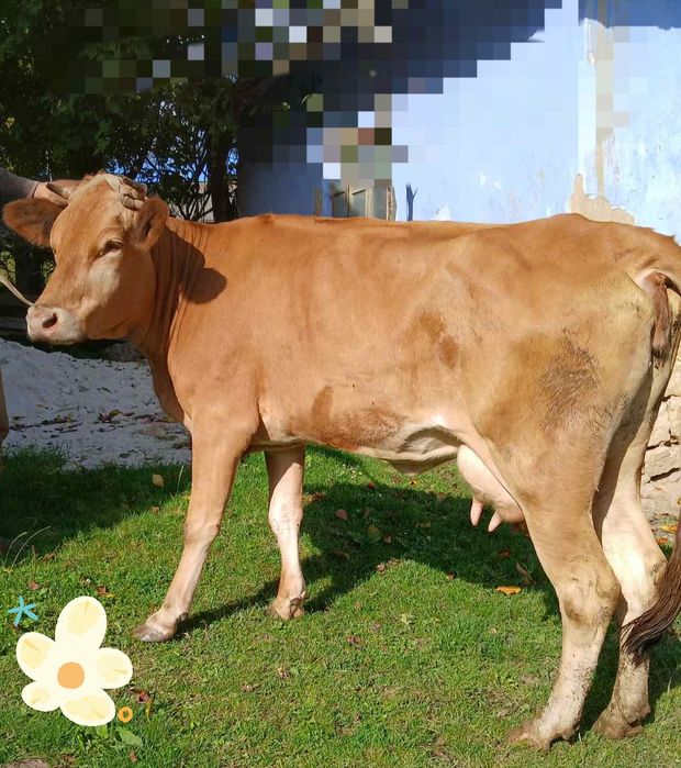 Продається корова