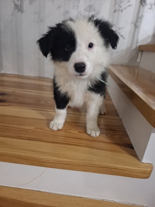 Szczeniak Border Collie Aston