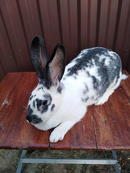 Продам кролики різного віку