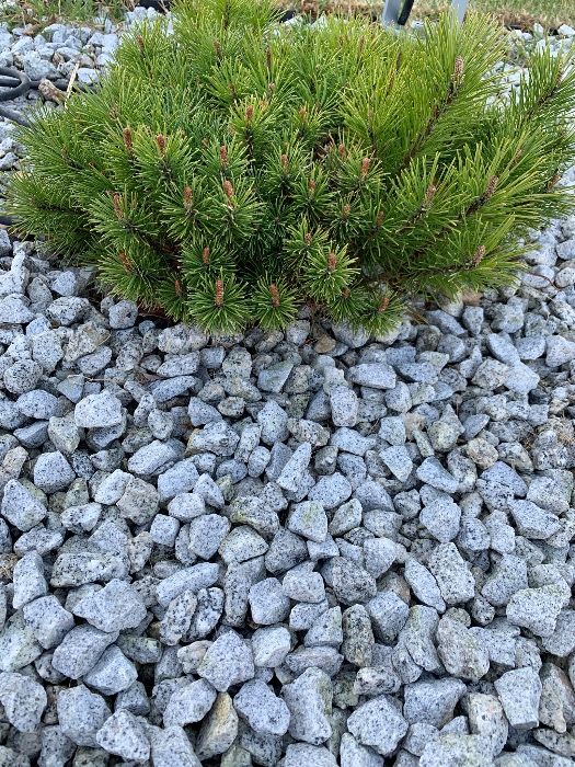 Grys kruszywo podsypka bazalt 0-31.5 mm Bolesławiec transport Gratis