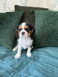 Suczka Cavalier King Charles Spaniel