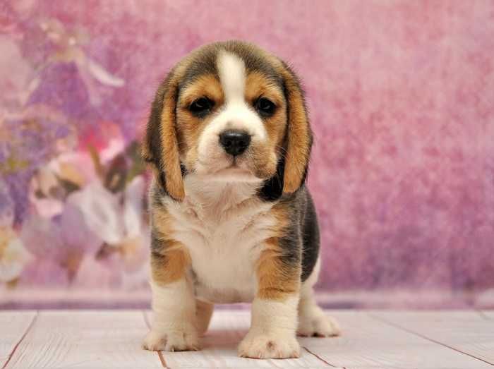 Видео) Элит щенки бигля, цуценята бігля из топ питомника, гентесты.