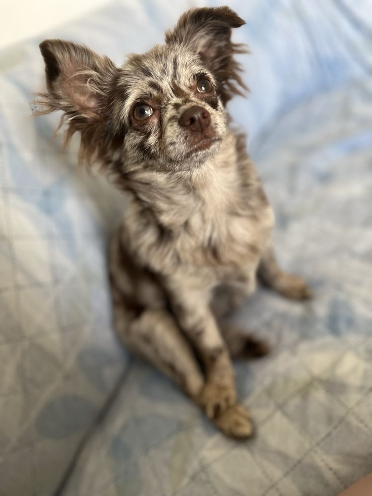 Chihuaha | Pomchi | suczka 6 mscy