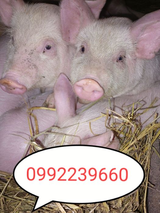 Продам поросятка