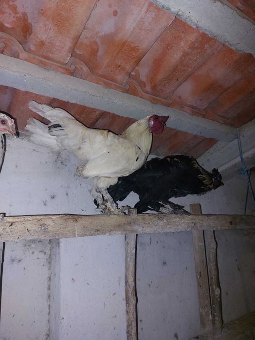 Galos jovens disponíveis