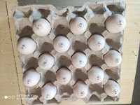 Инкубационные яйца индюка маркерованые Венгрия Хайбрит Конвертер Биг 6