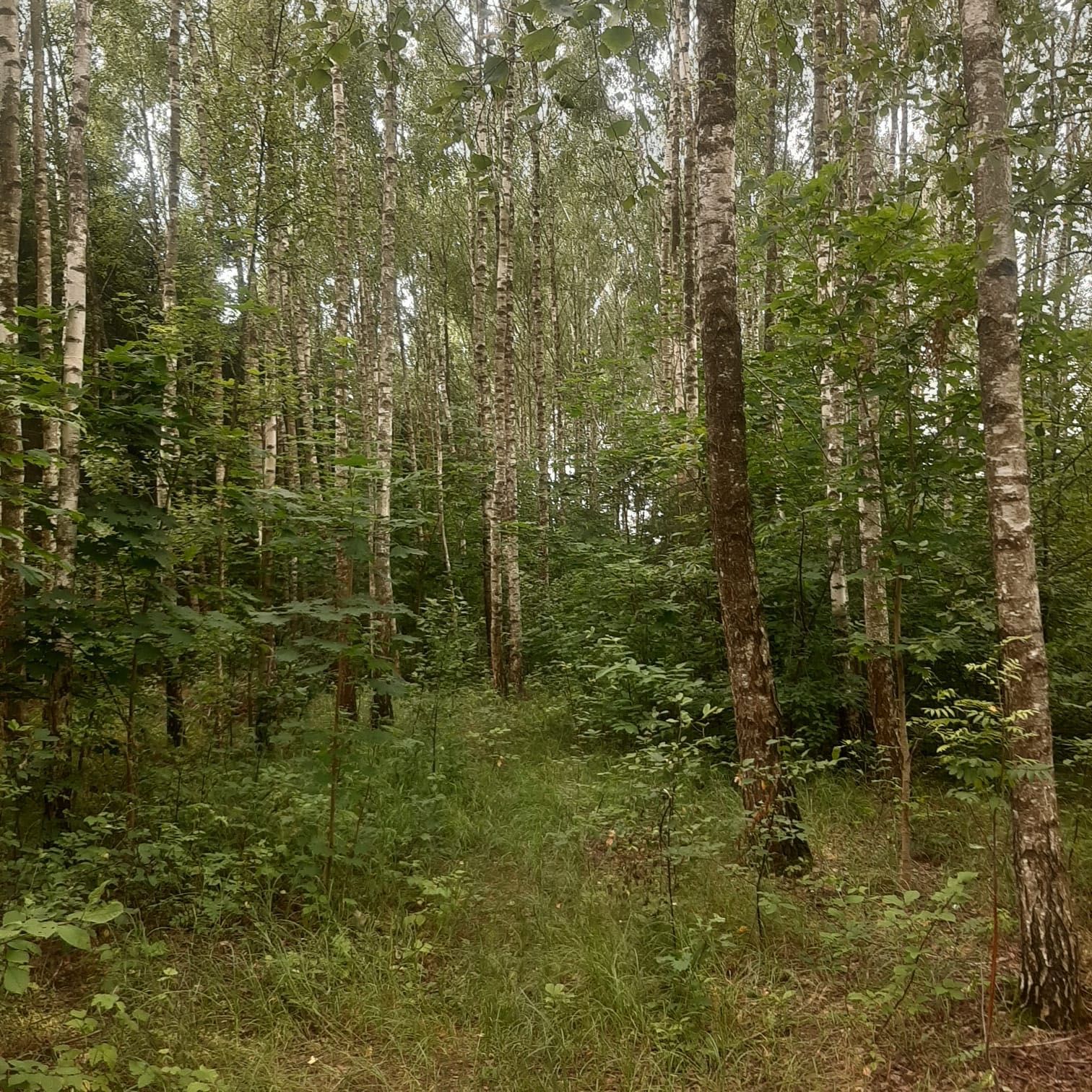 Dom Niebieskie Okiennice wynajem Super Podlasie