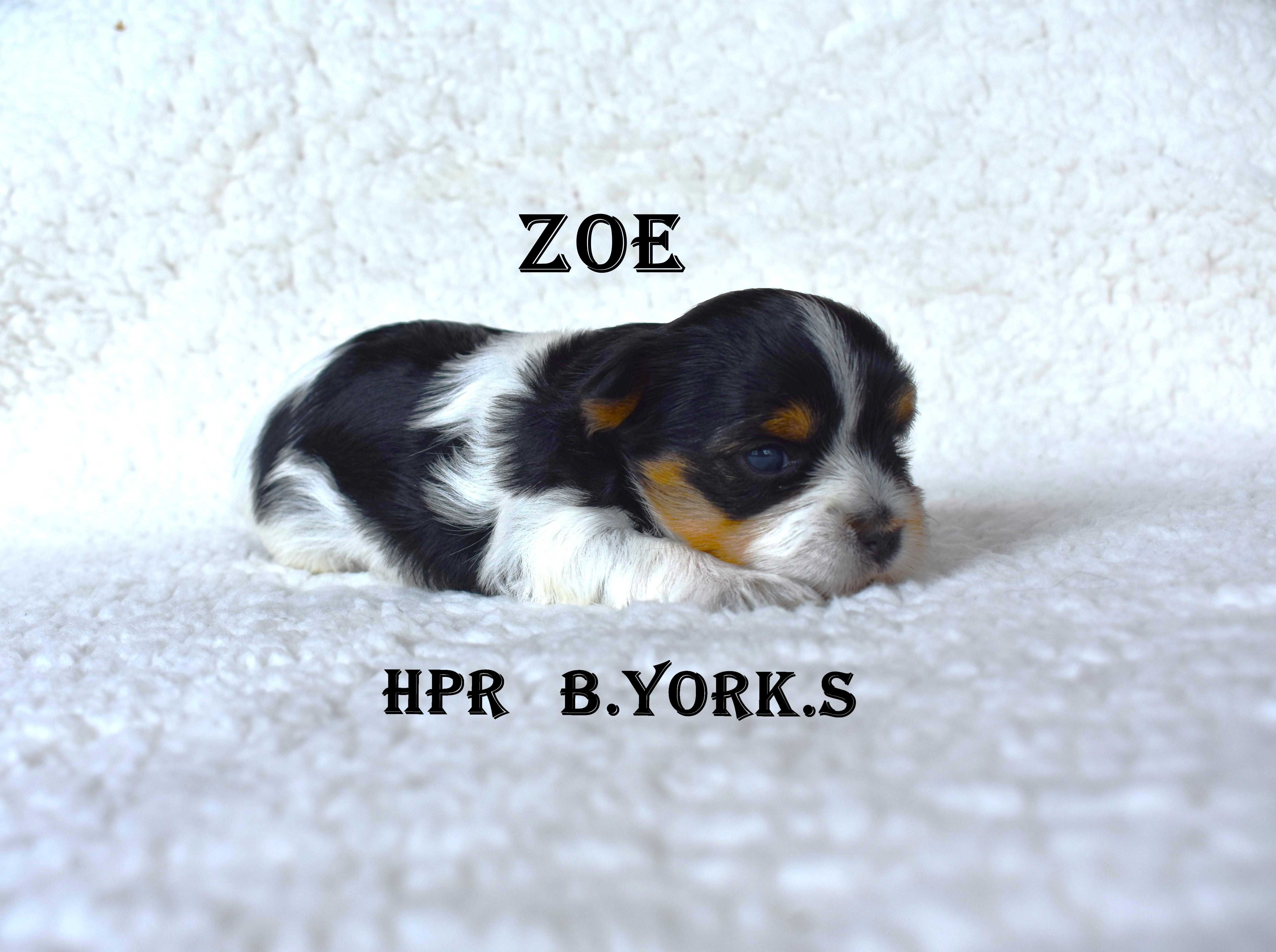 Biewer Yorkshire Terrier -suczka Zoe - do rezerwacji