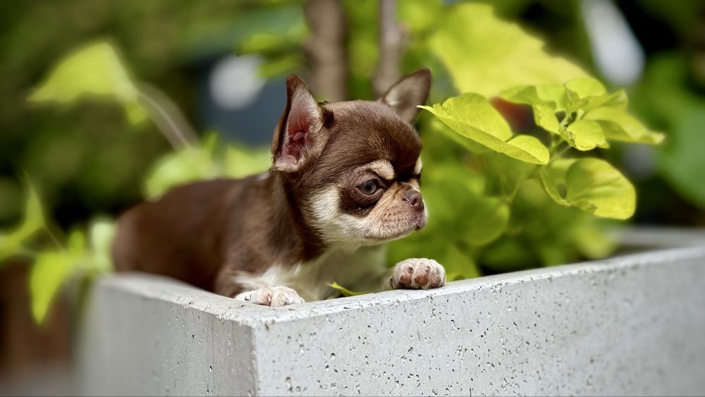 Czekoladowa PPRZEPIĘKNA GOTOWA do ODBIORU suczka chihuahua