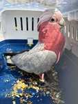 Macho galah adulto ja criou  aceito troca