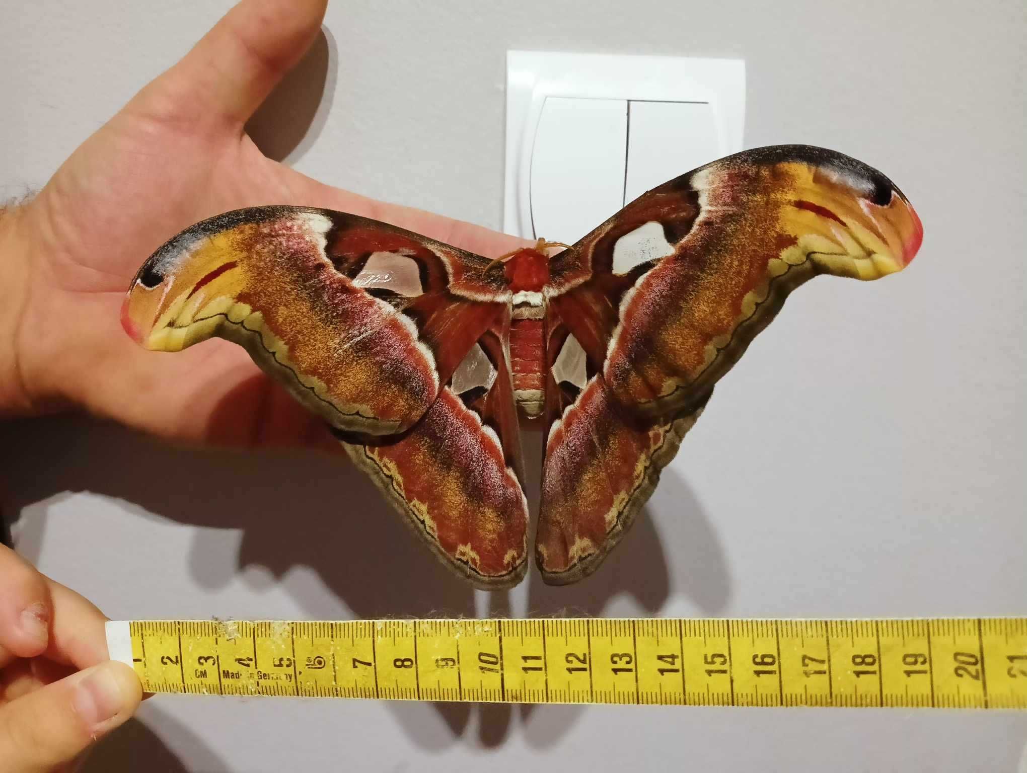 Jajka motyla Attacus lorquini