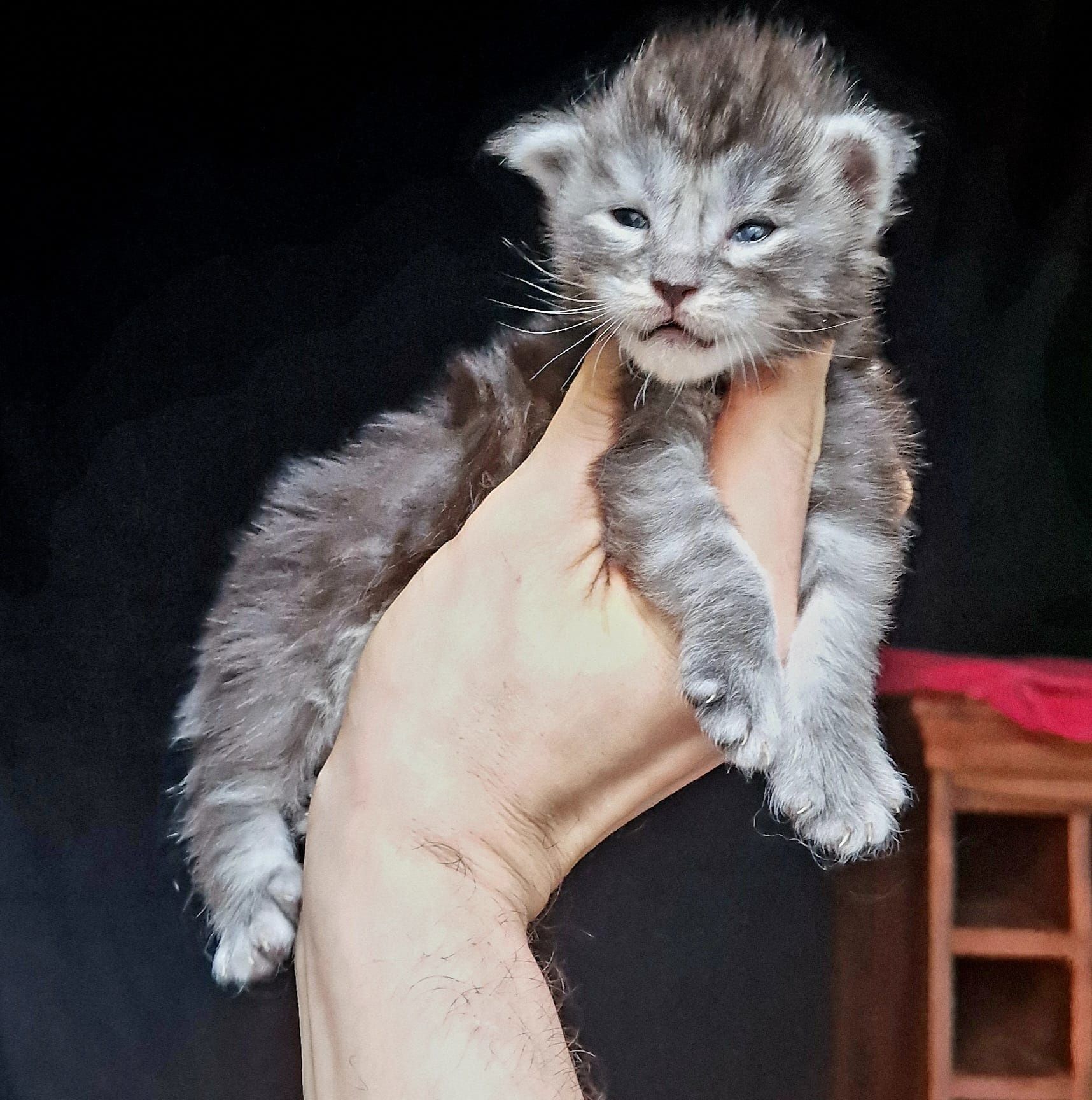 Maine coon piękny czarny srebrzysty klasycznie pręgowany kocurek
