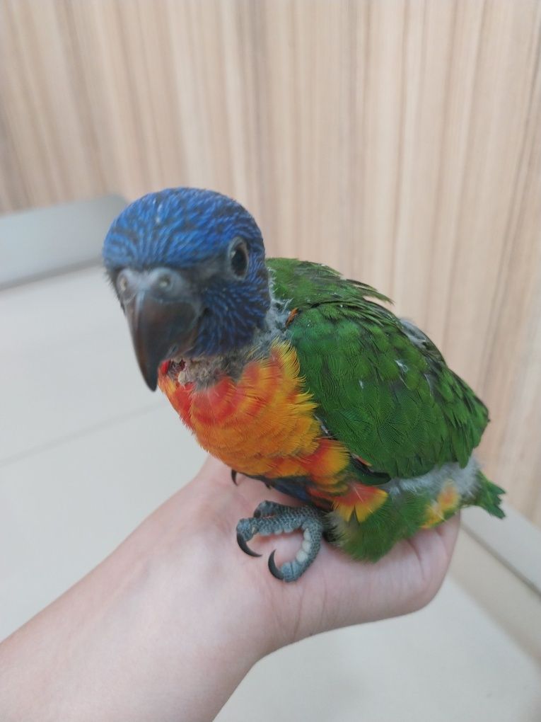 Lori arco iris macho