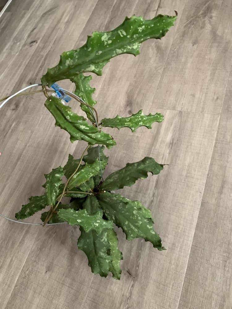 Хойя Undulata Hoya
