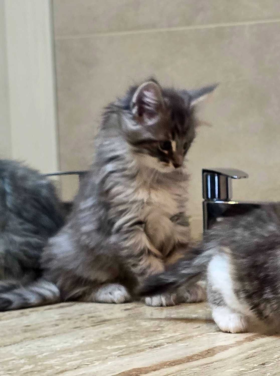 Gatinho macho bosques da noruega