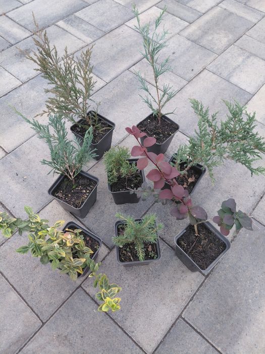 Хвойні в р9,мікс рослин