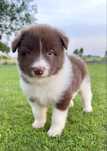 Border collie szczeniak