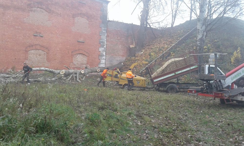 Wycinka, pielęgnacja drzew