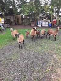 Owce barany kameruńskie