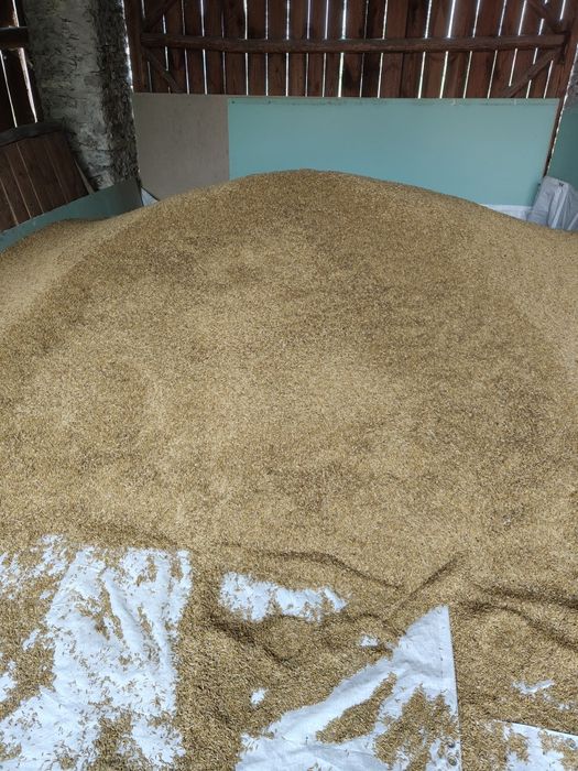 Owies ekologiczny ze zbiorów 2025