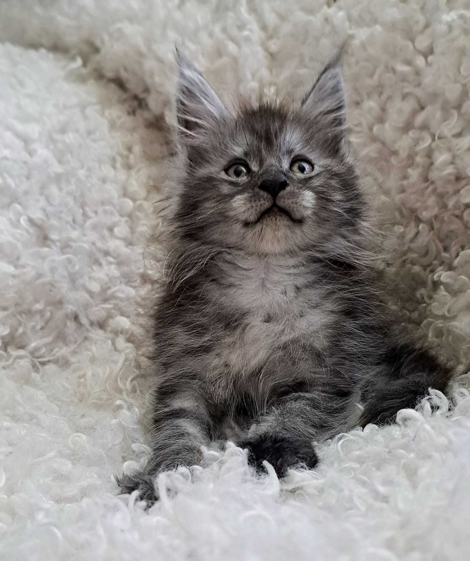 Doskonały ns Maine Coon