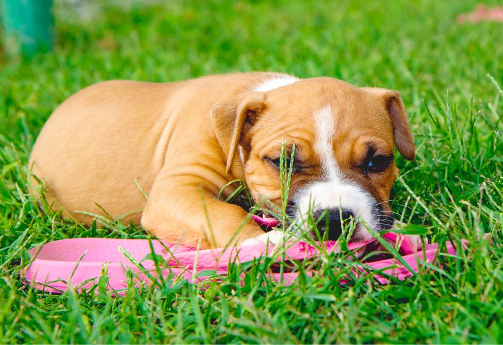 Щенки амстафф, с хоршими данными, документные