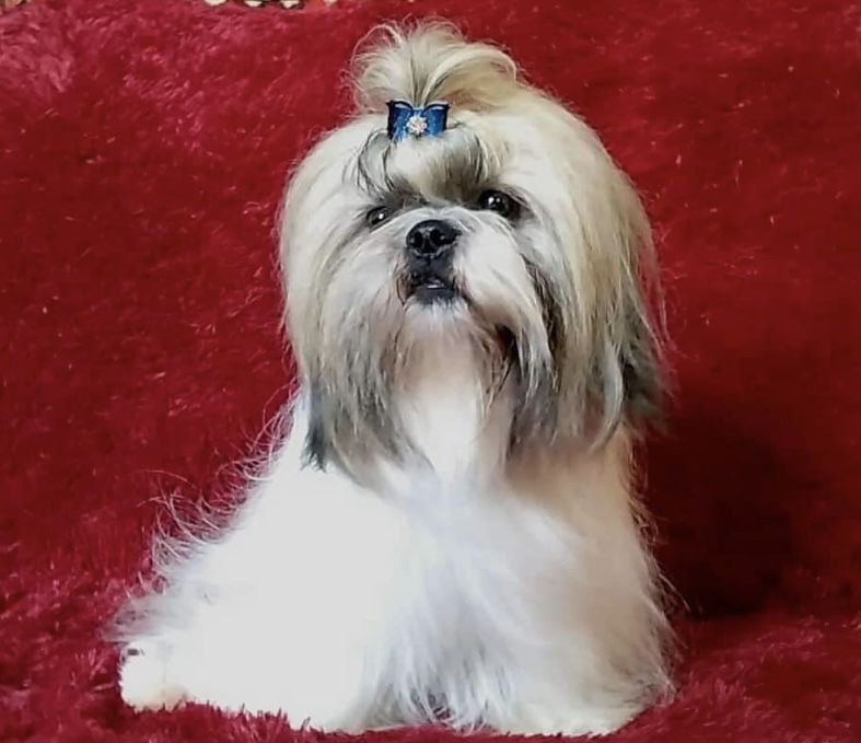 Дівчатка та хлопчики ши тцу, документи ККУ