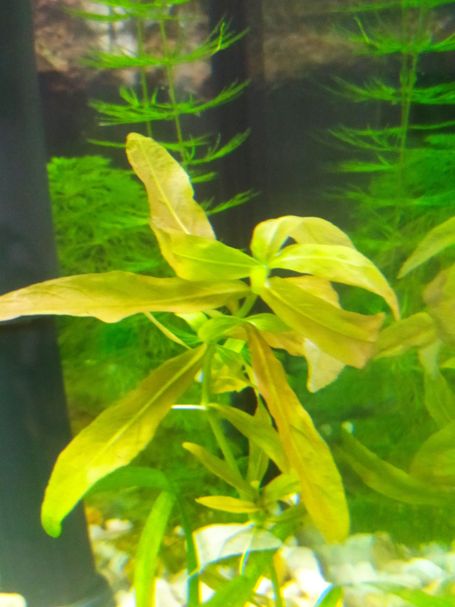 Peixes aquário Plantas aquário 2 tipos