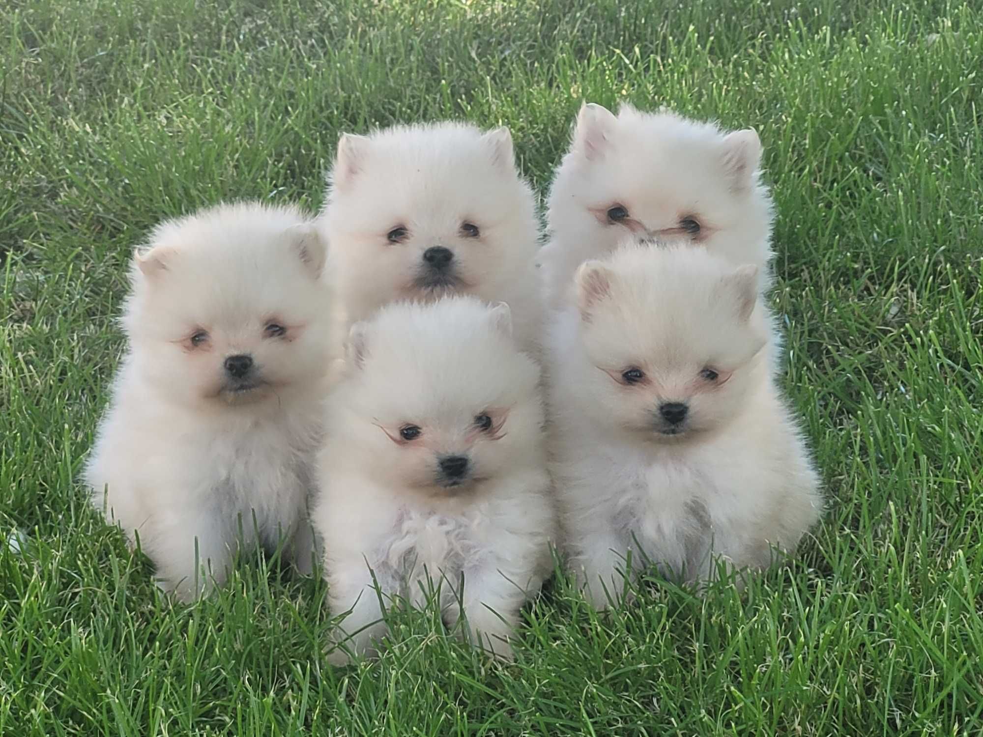 szpic miniaturowy