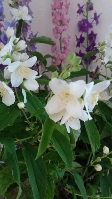 Спирея , жасмин , сирень