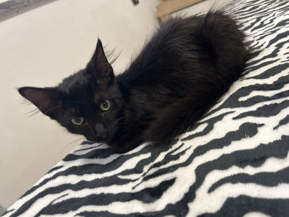 Gatinho para adopção