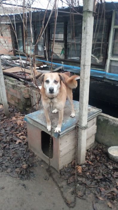 Отдам хороших охранников