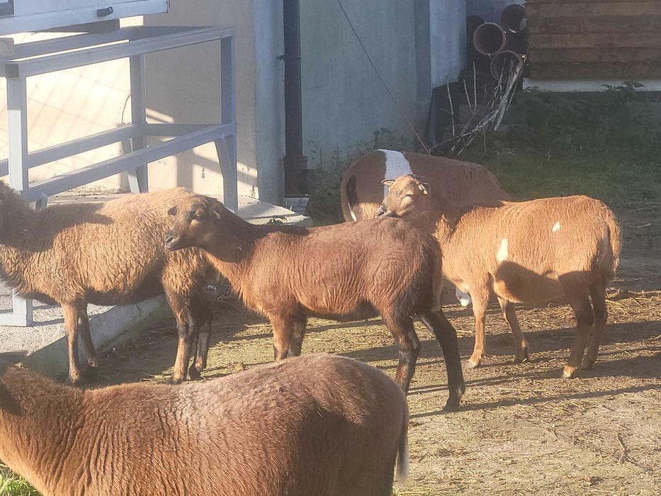 Sprzedam owce barany kameruńskie