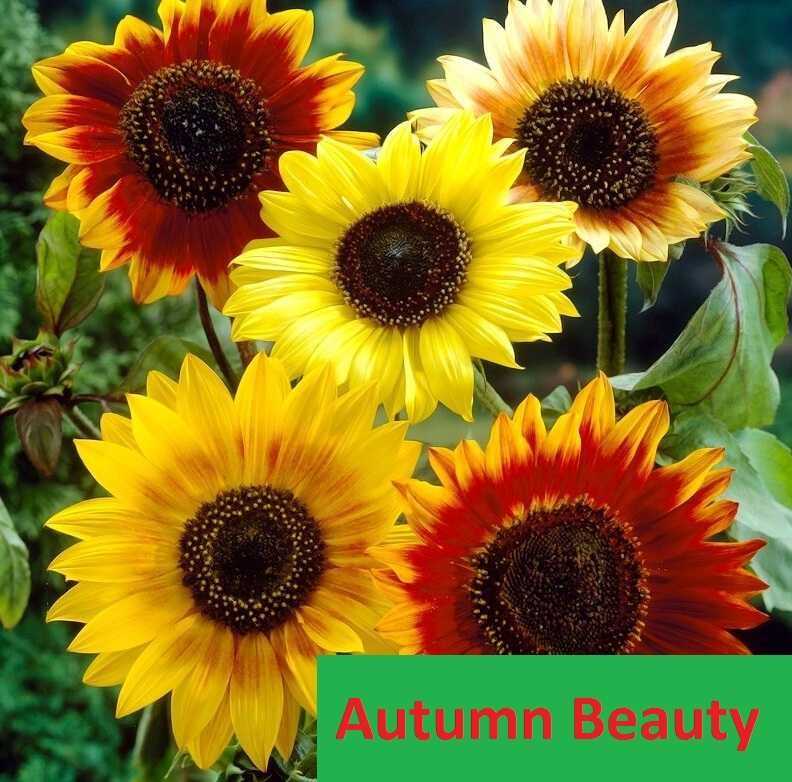 Słonecznik ozdobny kwiat cięty Autumn Beauty * paszport - Faktura