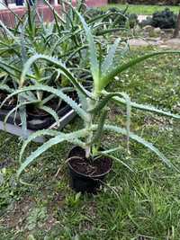 Aloes 2 letni/ 2.5 letni