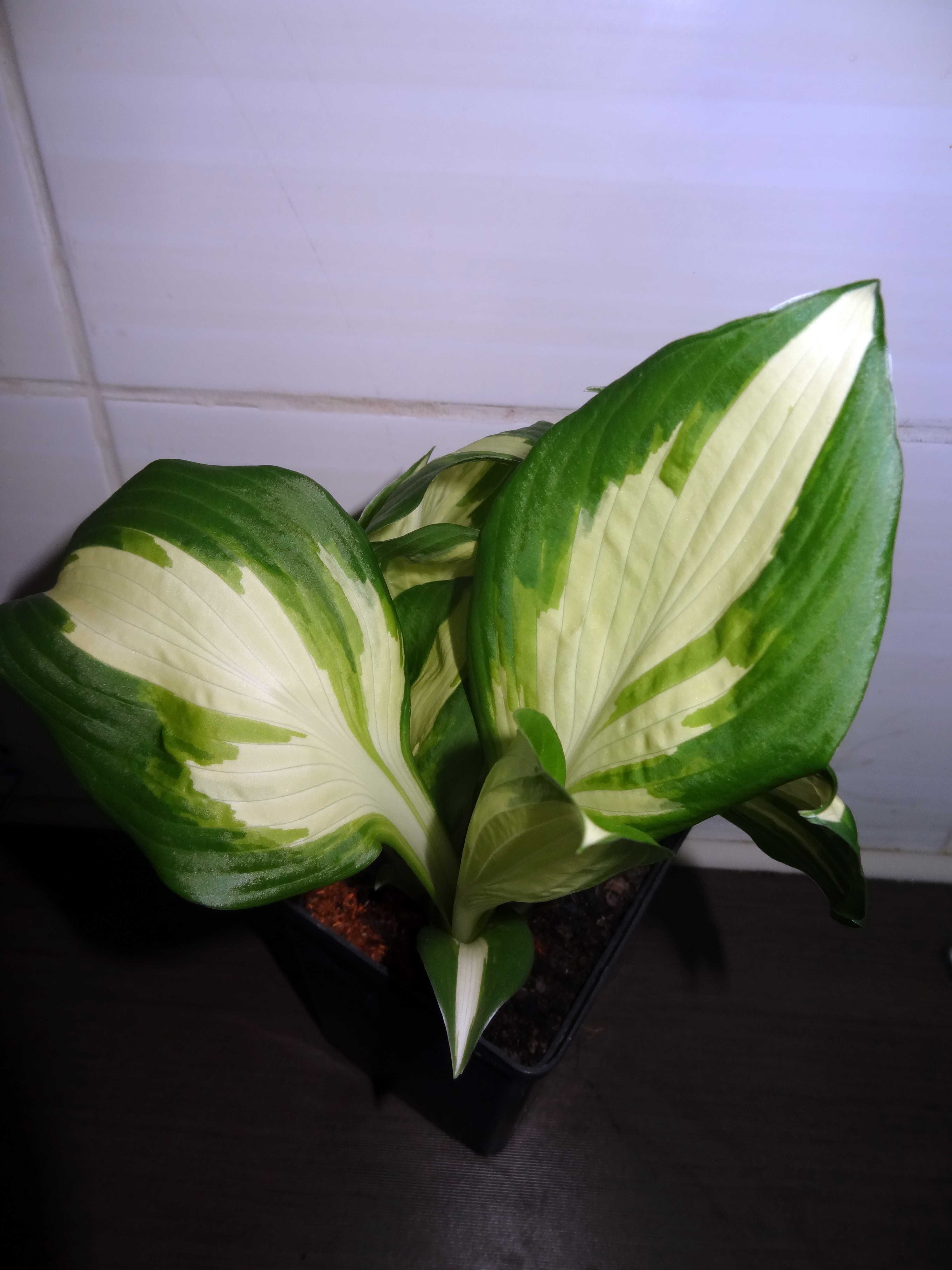 Funkia / Hosta Mediovariegata w doniczce P11 trzyletnia roślina