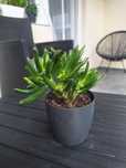 Ucho shreka, Drzewko szczęścia, Crassula ovata