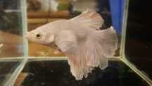 Bojownik wspaniały (Betta splendens)