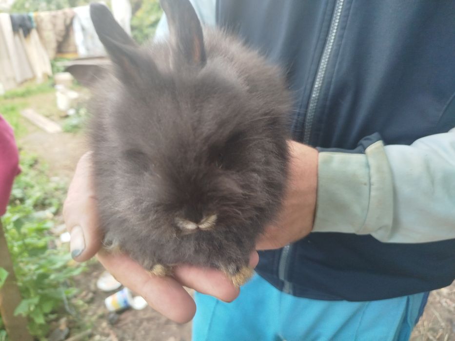Miniatury króliczków angora i karzełek Tedy