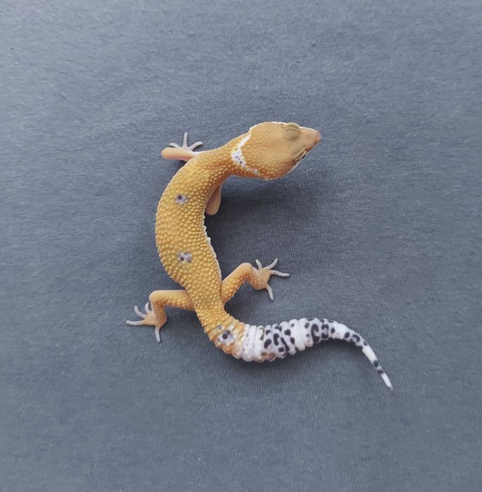 Gekon lamparci - samica