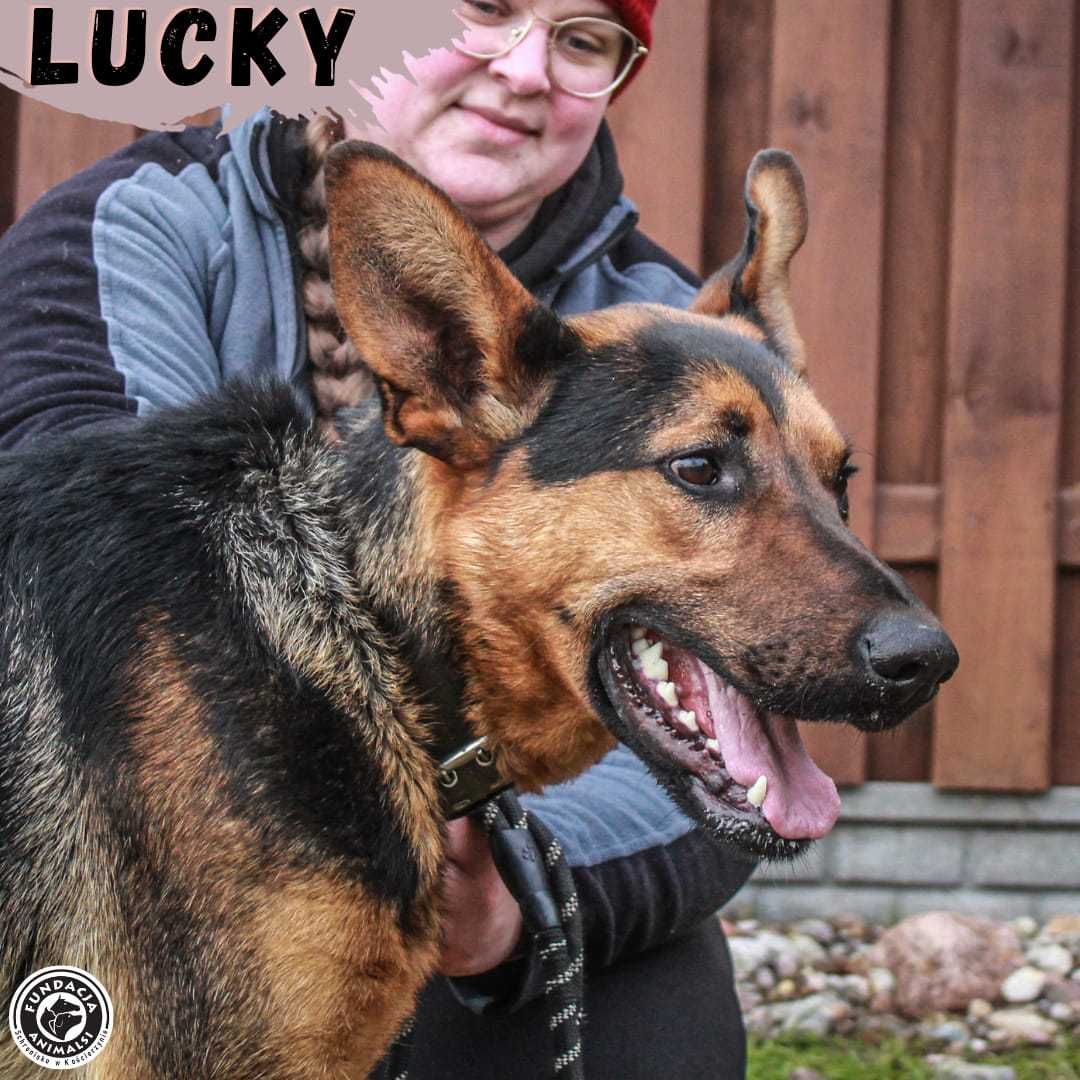 Lucky - czeka na nowego opiekuna