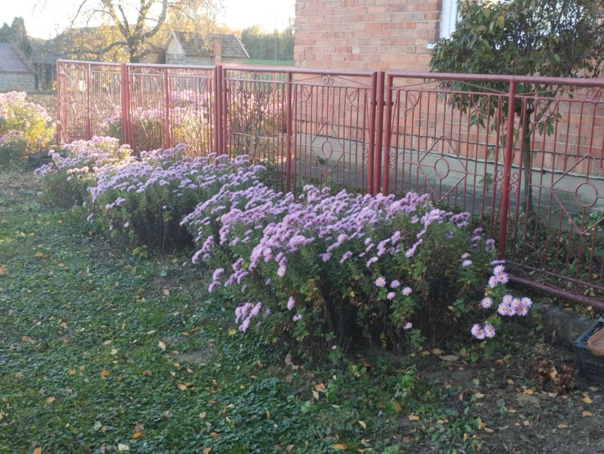 Ładne siedlisko z dużą działką