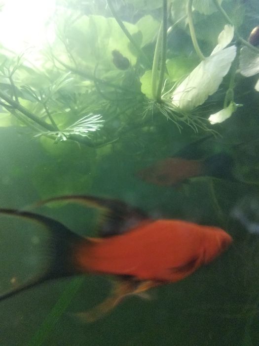 Гупі Черний принц