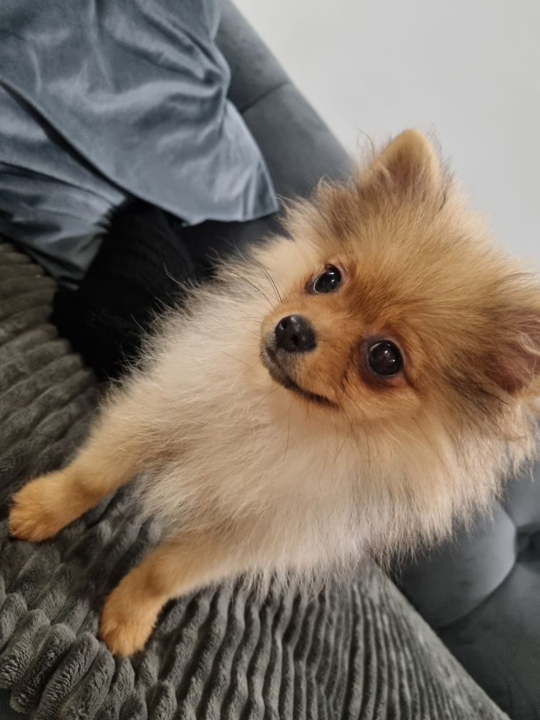 XXS malutka urocza BONNY sunia pomeranian, szpic miniaturowy. Cudowna