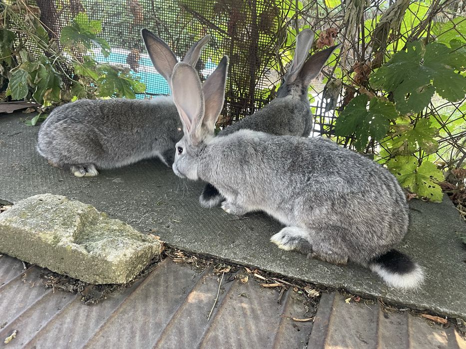 Продам кролиць.