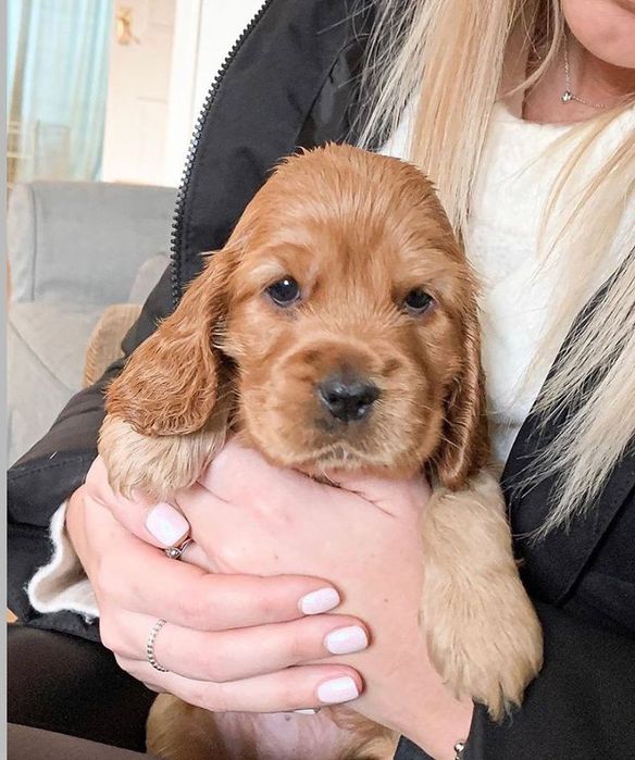 Спаніельчик хлопчик від чистокровних батьків