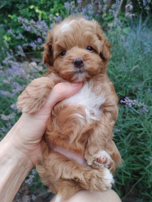 Найсолодша маленька дизайн-паняночка red caramel&white PomaPoo з Києва