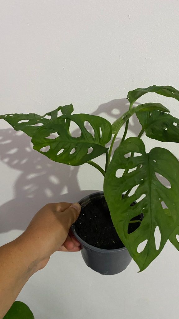 Monstera Adansonii
