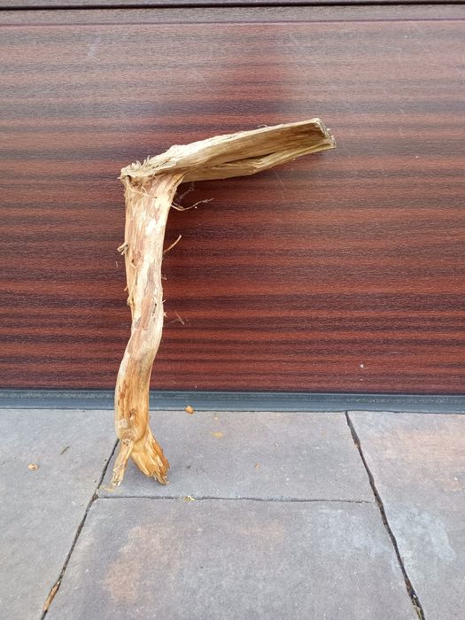 Naturalny konar do akwarium