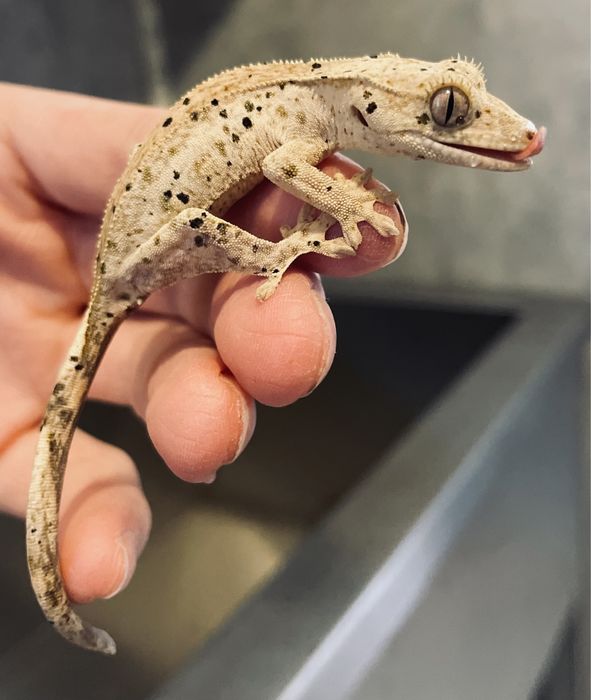 Gekon orzesiony, gekony orzesione